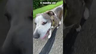 Dog chase ? Bluenose Pitbull 6 month update