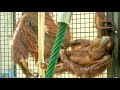 チェリア♀10 & ロキ♂6 、ハンモックで寝ているキキに何度もチョッカイを出すチェリア・オランウータン 2025/06/07