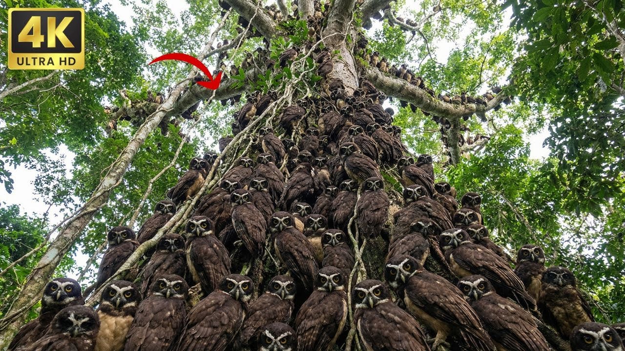 Wings of Amazonia : Relaxing Walk with Potoo, Owl & Sunbittern | 4K Cinematic Nature