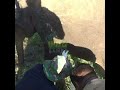 Treating an Elephant’s Stomach Wound 🐘