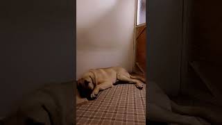 Gölge Beyin Keyfi Yerinde Maşallah Subhlah