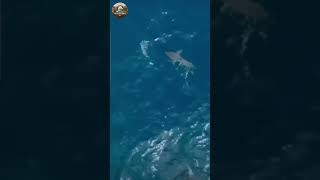 Cuando el Depredador se Convierte en la Presa | Documental Animal #shorts