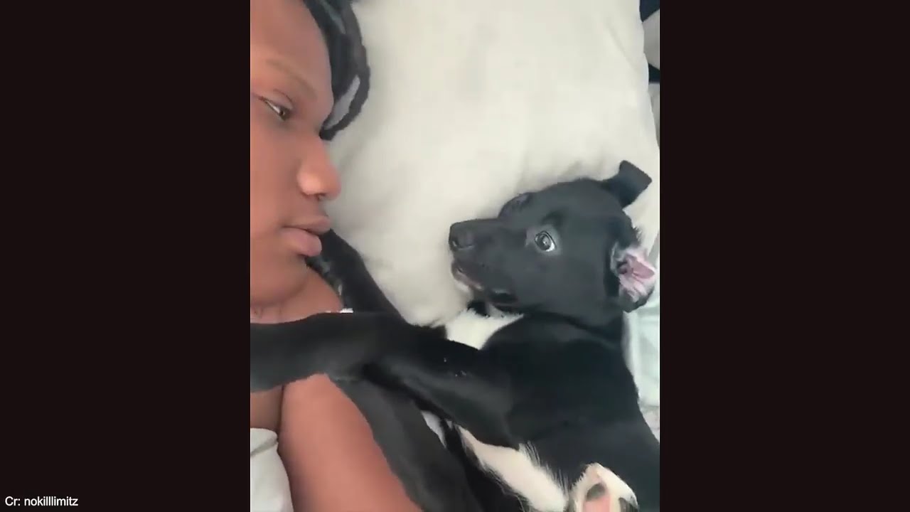 Когда Бог посылает тебе самых смешных щенков на свете 🤣 Смешные видео с собаками 2026