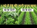 एक स्प्रे में गेहूं की सारी घास खत्म | गेहूं में खरपतवार कैसे हटाए | Wheat Weed Contro