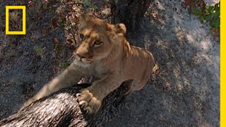 ヒヒを狙った子ライオンのしょっぱい経験 | ナショジオ