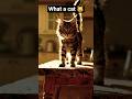 What a cat 😺 #shorts #cat #cats #funny