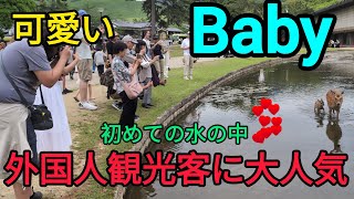 外国人観光客に大人気❤️可愛いBaby初めての水の中に入る🦌奈良公園