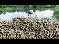 Fishing season come When the water recedes In the field - A lot of Catch Snail Crab