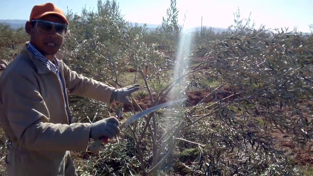 تقليم اشجار الزيتون لونكدوك فرنسي مطلوب من طرف احد أعضاء المجموعة