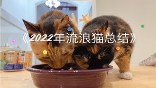 《2022年流浪猫总结》