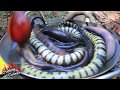 Wow! Snakes In Big Fish Stomach and Then Cooking Snakes Eating In Forest (Real 100%)