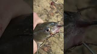 Circle Hook Benefits When Catfishing. Just Reel.