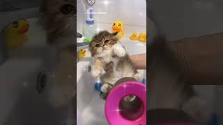 Tiny paw prints lead to the cutest culprit#cat#kitten#cute#catvideos#shorts