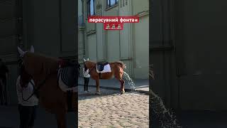 🐴⛲️⁉️ Одеса, Дерибасівська. Заборонити? Змусити прибирати? Залишити все як є?