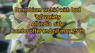 denrobium orchid with bud 82 variety All india sale  contact 9446047557 offer ends till may 25 th