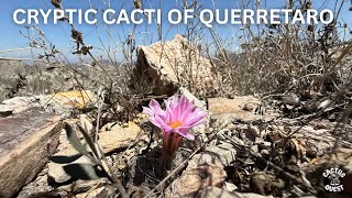 Discovering the Unique Flora of Central Mexico: Meet Kadenicarpus pseudomacrochele