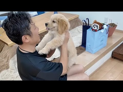 今出来る事を大切にしたい。成長する子犬の為に全力で動く!【Golden Retriever japan】