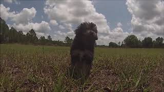 Miniature Australian puppies for sale in Florida - Tampa - Miami - Orlando - Sarasota - St. Pete
