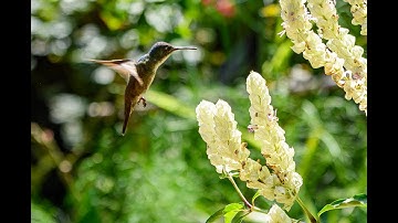 Updated Video - The Trecena of Iq