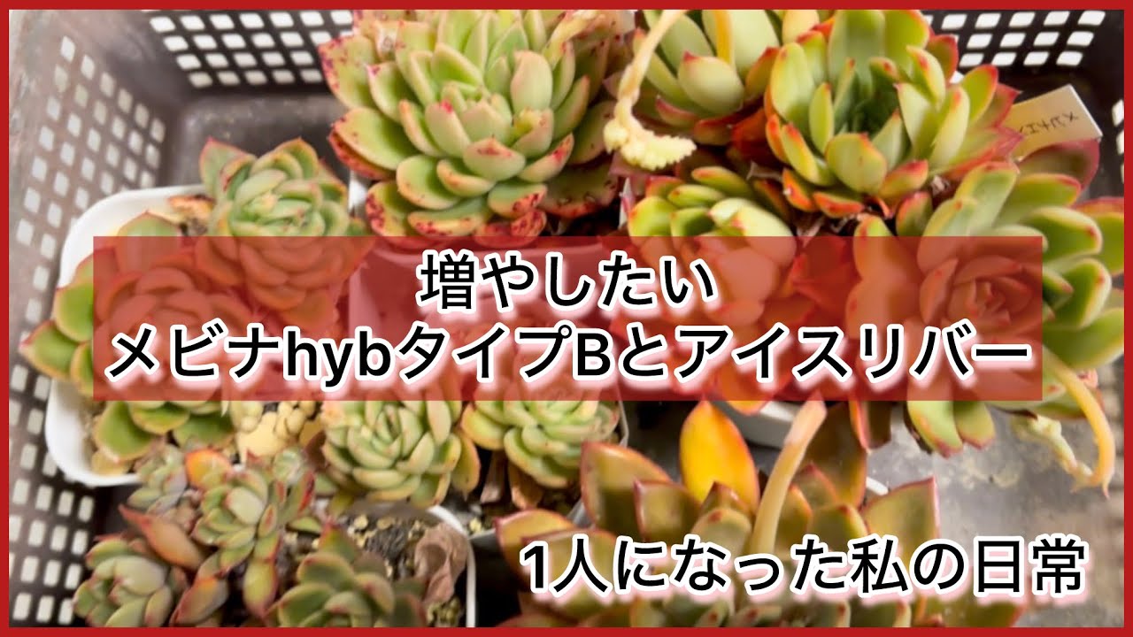 [多肉植物]増やしたいメビナhybタイプBとアイスリバーチョンパでいくわよ〜^_^1人になった私の戯言