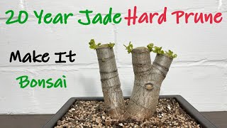 My 20 Years Old Jade Plant Hard Pruning || Crassula Ovata Crosby Pruning