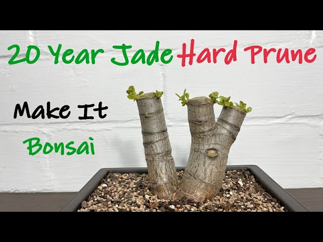My 20 Years Old Jade Plant Hard Pruning || Crassula Ovata Crosby Pruning