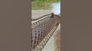 Thumbnail of the fogging Mosquito