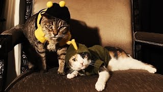My Cats All Dressed up for Halloween!