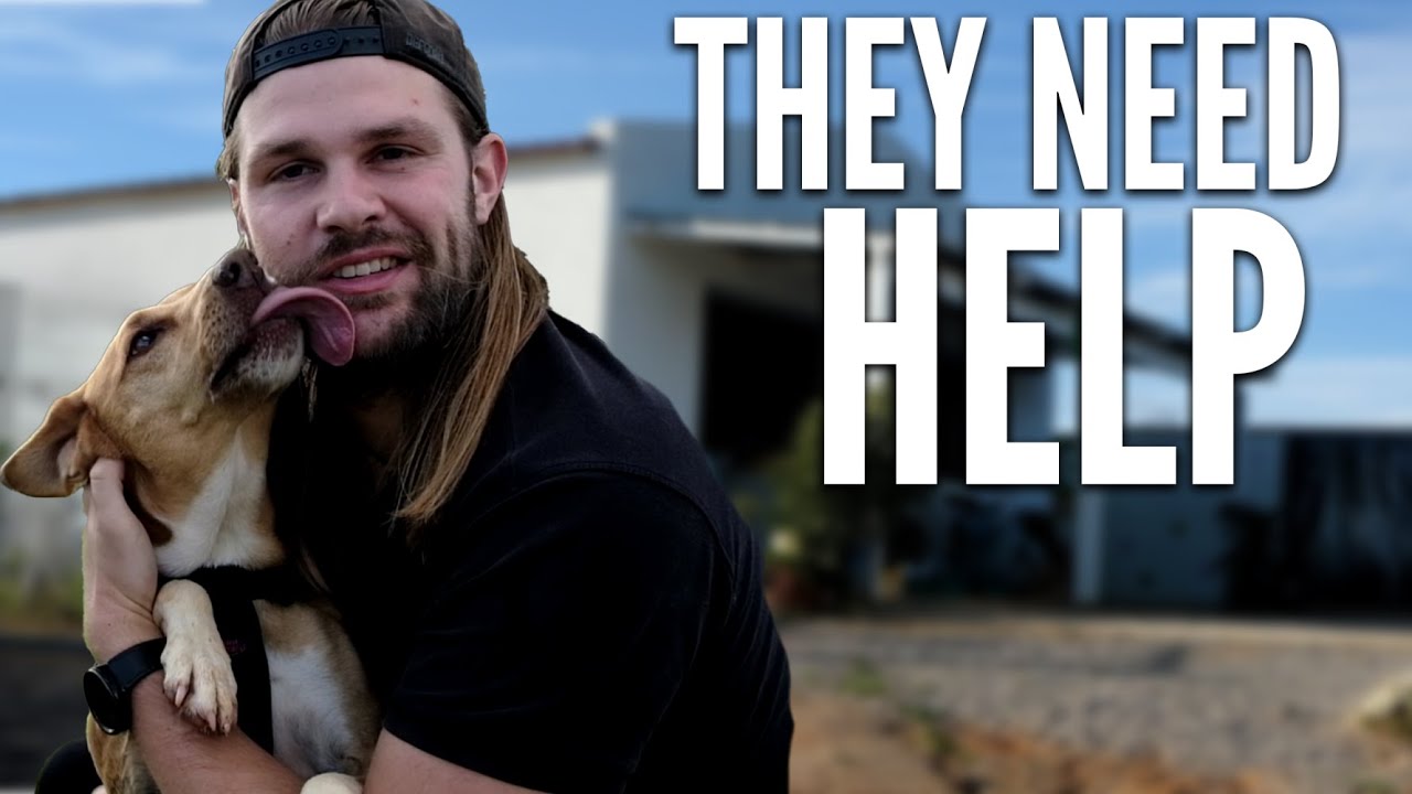 What It's Like to Volunteer at a DOG SHELTER in Portugal - YouTube