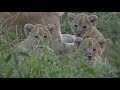 SafariLive March 12-  The Owino lion cubbies!