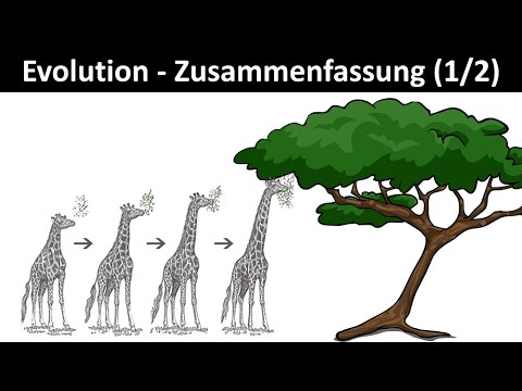 Video: In welcher Klasse wird Evolution in den Schulen gelehrt?
