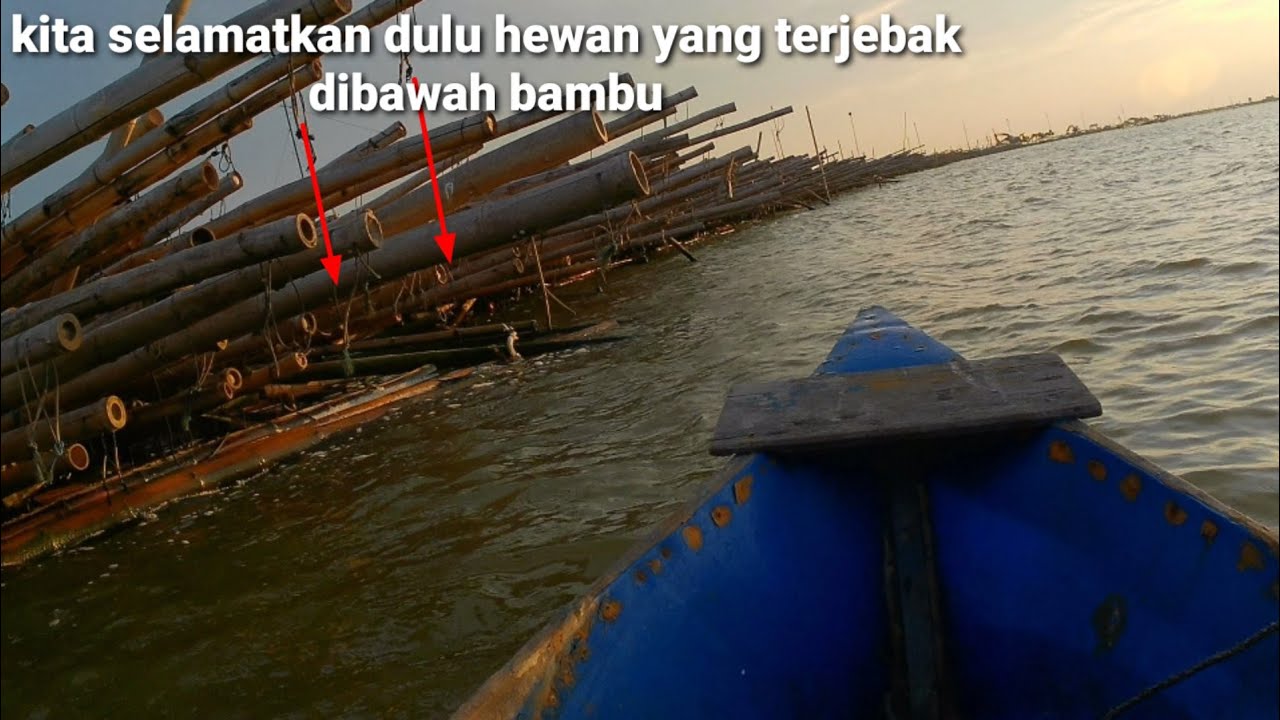 GA NYANGKA LAGI MANCING ADA HEWAN TERJEBAK DI RUMPON BAMBU
