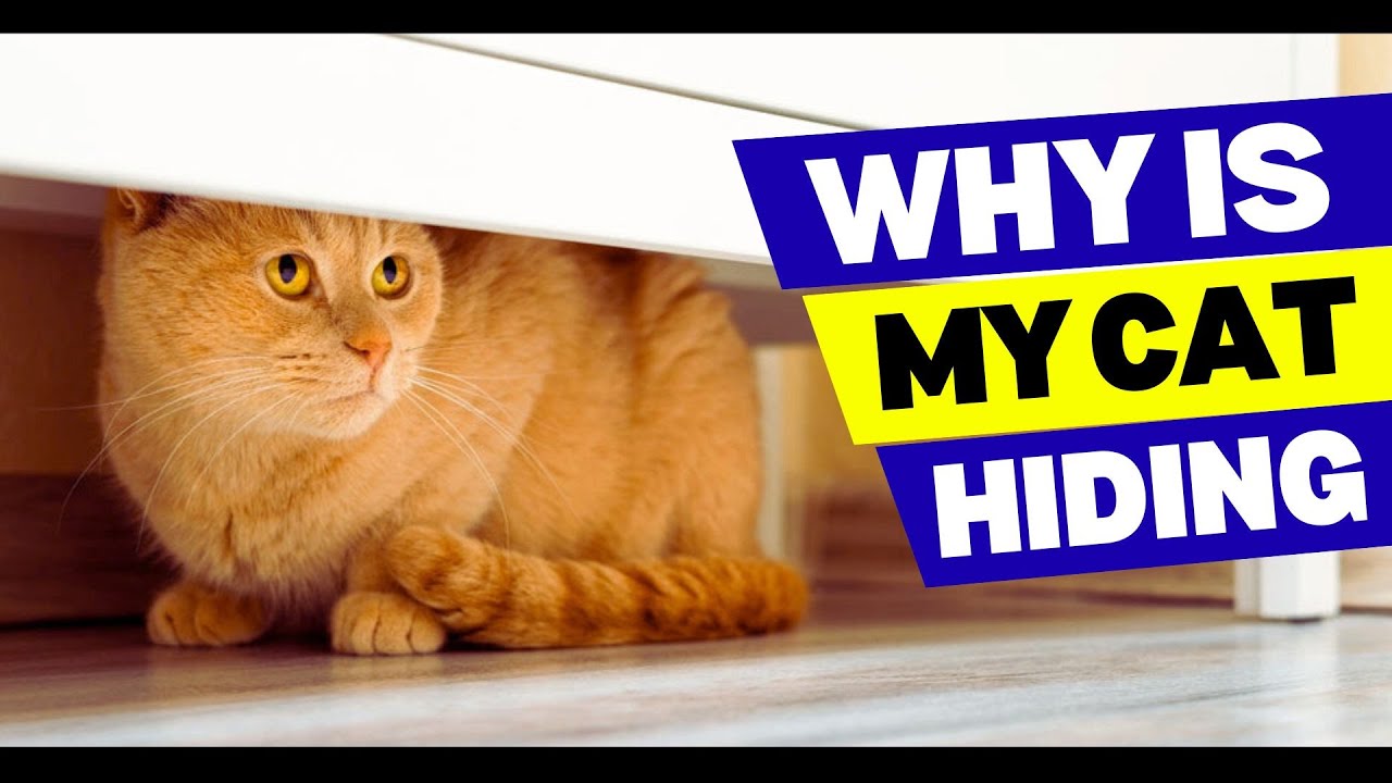 View of Why Is My Cat Hiding All the Time - YouTube