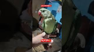 #parrotbaby #cute #bird #sweetparrot #parrot #parrottalking #shorts