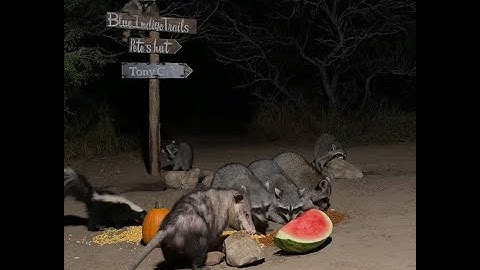 BlueIndigoTrails is live!🎃🍎🍉🎉