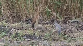 1050630宜蘭下埔紫鷺成鳥與亞成1