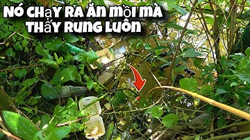 Tập 171 - Câu Cá Rô Mùa Nước Nổi Hôm Nay Gặp Toàn Yêu Quái