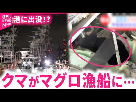 【クマ】港に出没!? 漁船に居座り海へダイブ 塩釜市の港町が騒然　宮城　NNNセレクション