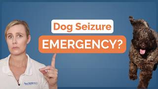 Dog Seizure: When Is It an Emergency? | Part 2
