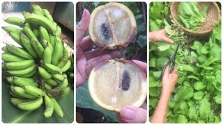 Amazing Tropical Fruits Collection On The World Banana, Mustard, Cashews, Areca Nuts, Milk Fruit