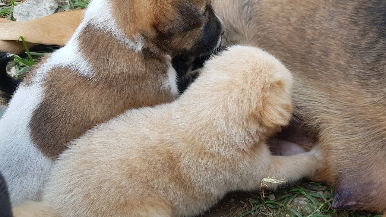 Help Beautiful Puppy To Get Nursing From Theirs Mother Dog YouTube
