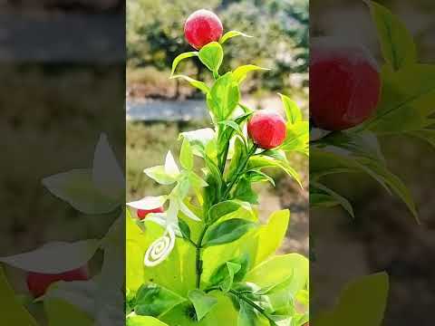 AL MUMMIN The One Who Gives Imaan 99 Name Of Allah Shorts Islam Islamic