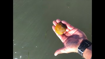 N. SEA. Bay Scallop Shucking Instructions
