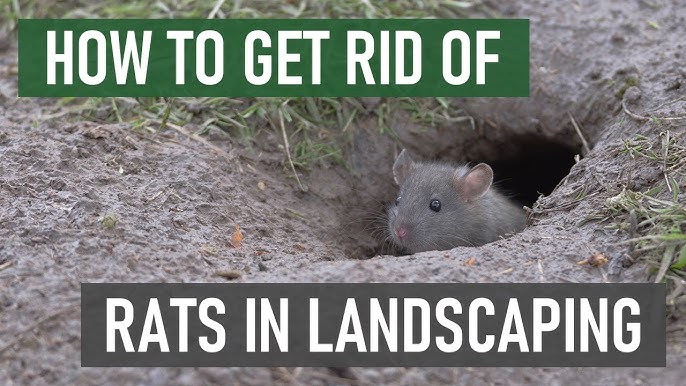 How to Open the Protecta Sidekick Rat Bait Station