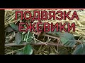 ЕЖЕВИКА./Уход весной, подвязка/