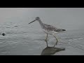 Greater yellowlegs and a few more ! Burnaby lake bc canada 2022 08 27