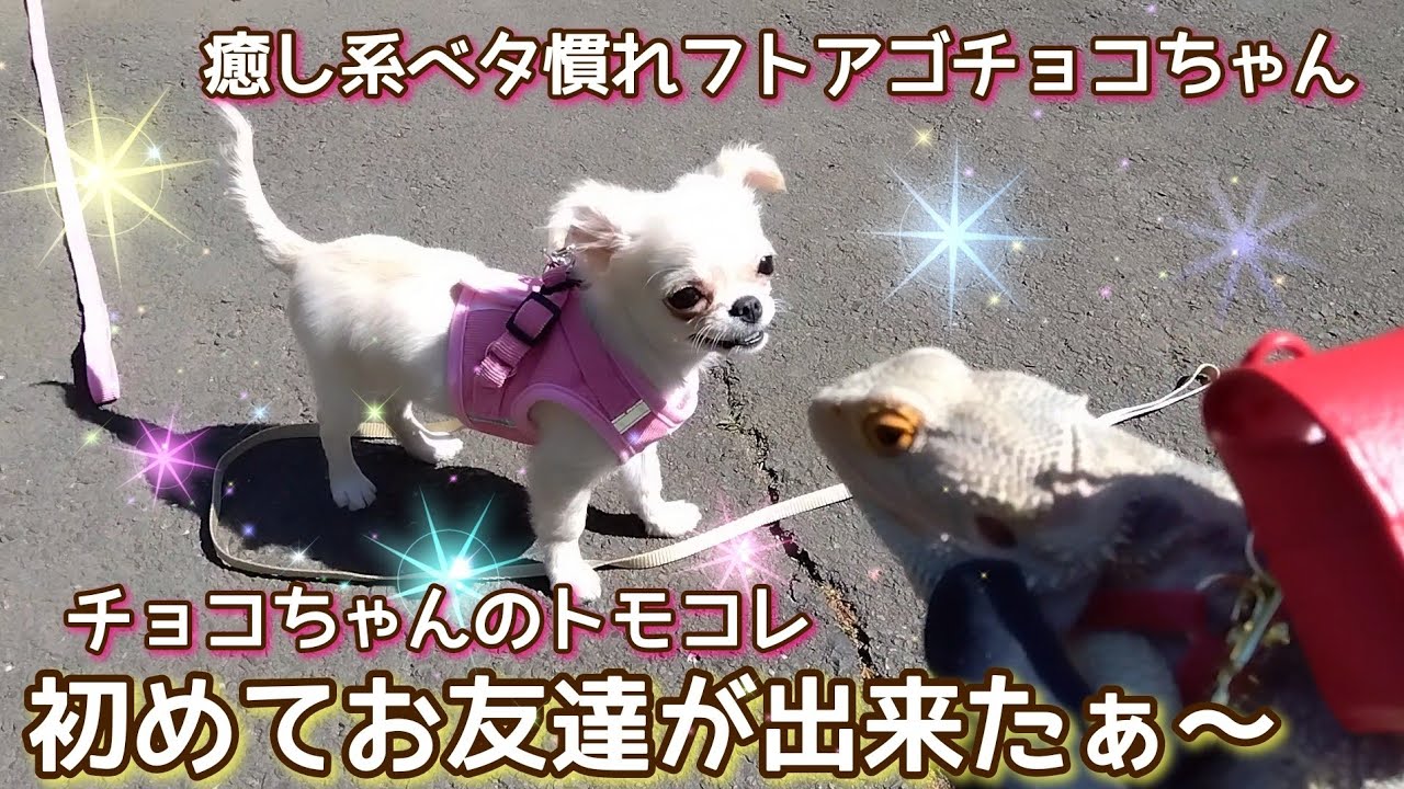 本編動画【トカゲ】チョコちゃんのトモコレ お友達が出来たの#癒し系