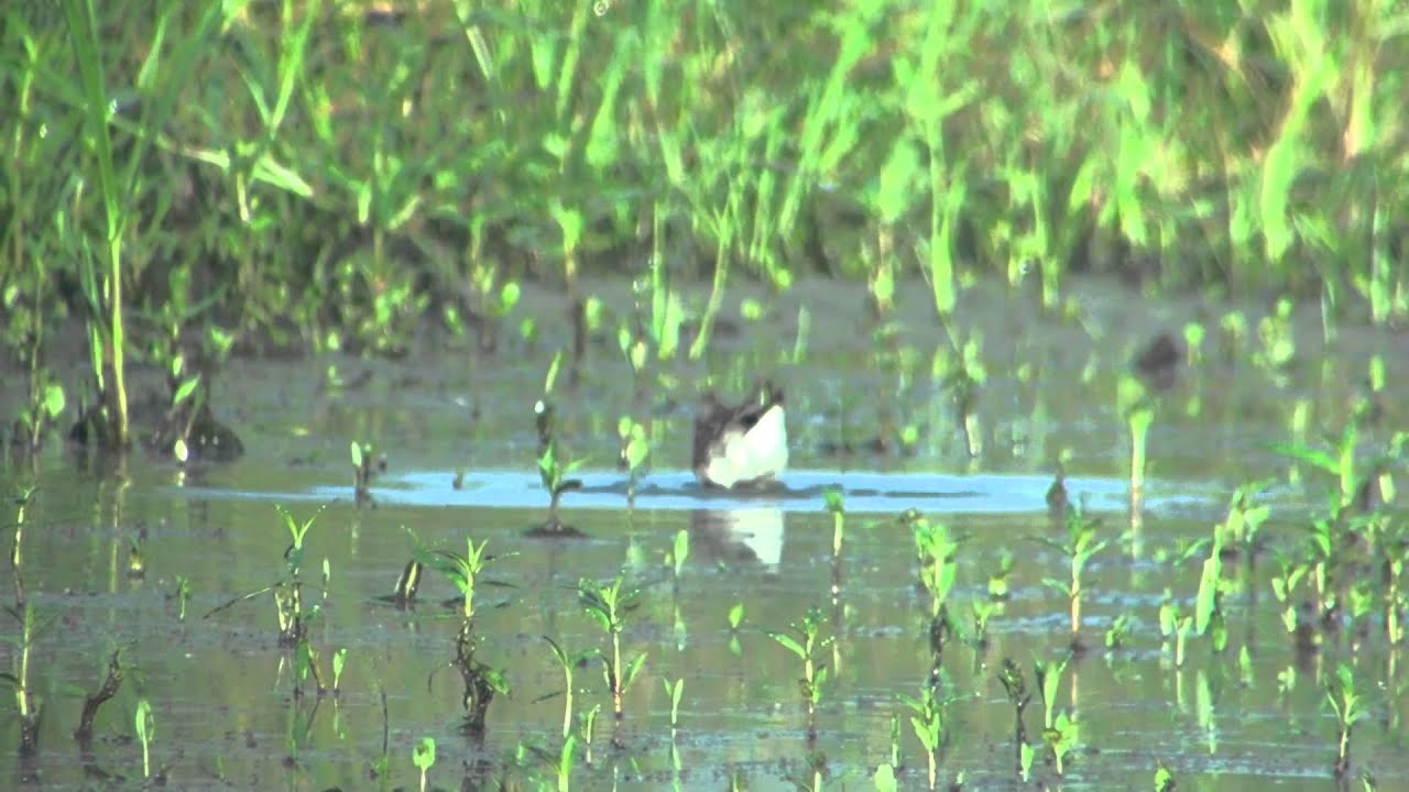 野鳥撮影・ ヒバリシギ Long-toed Stint 