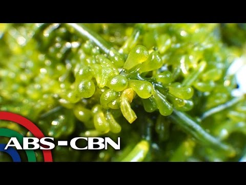 Video: Paano Nakuha Ang Damong-dagat