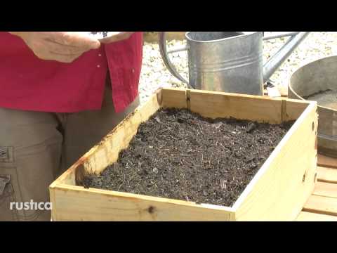 Vidéo: Comment Faire Pousser Des Marguerites